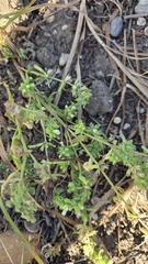 (c) Christoph Moning, some rights reserved (CC BY) Stachys annua, photograph (c) Christoph Moning, some rights reserved (CC BY)