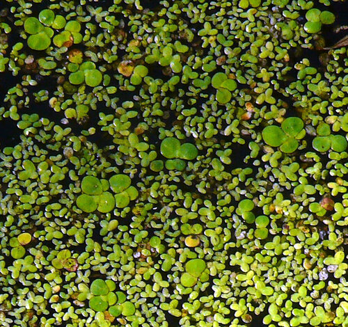 greater duckweed
