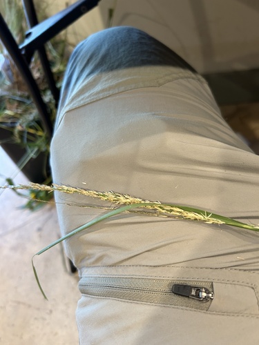 Spike Dropseed
