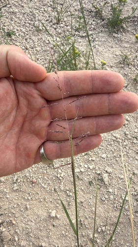 Sand Dropseed