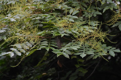 Rhus chinensis, photograph 5