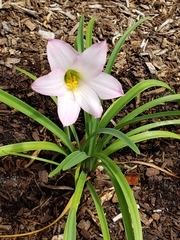 Zephyranthes