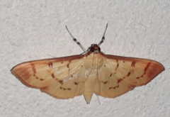 Psara
