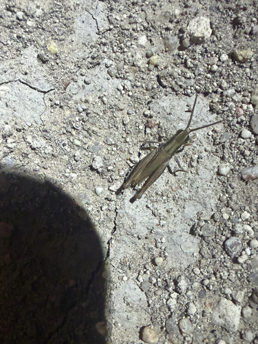Obscure grasshopper