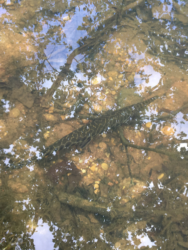 Lepisosteus oculatus