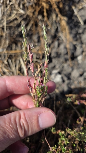 Lythrum hyssopifolia