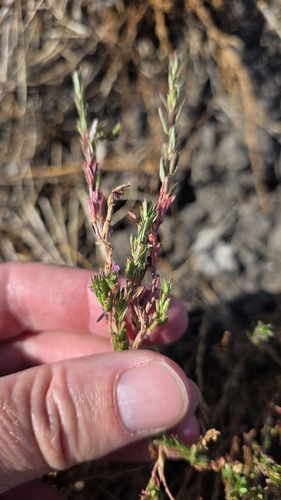 Lythrum hyssopifolia, photograph 3