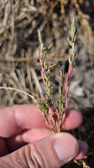 Lythrum hyssopifolia, photograph (c) Christoph Moning, some rights reserved (CC BY)