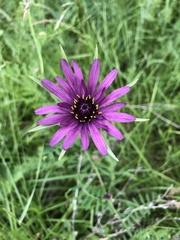 Tragopogon porrifolius