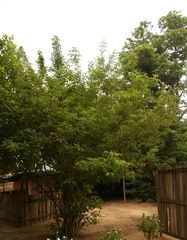 Vitex schliebenii