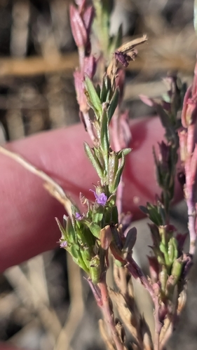 Lythrum hyssopifolia, photograph 6