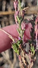 Lythrum hyssopifolia, photograph (c) Christoph Moning, some rights reserved (CC BY)