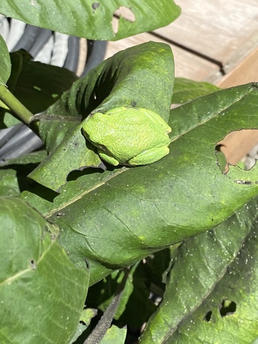 Gray Treefrog Species Complex