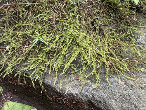 Calliergon cordifolium observed 2026-09-08