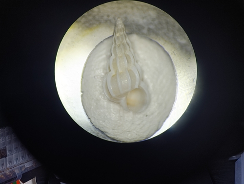 Gyroscala commutata observed 2026-09-09
