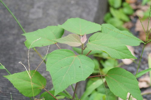Mallotus japonicus, photograph 6