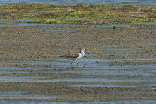 iNaturalist image