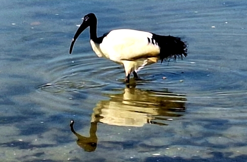iNaturalist image