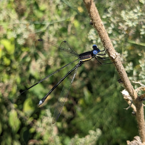 Great Spreadwing photo 4