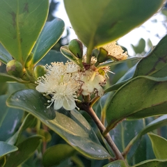 Psidium cattleyanum