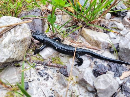 Alpine Salamander