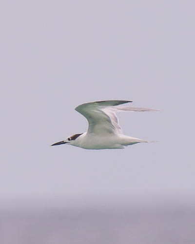 iNaturalist image