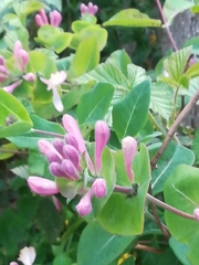 Lonicera caprifolium