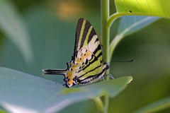 Graphium antiphates