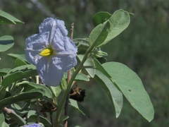 Solanum hindsianum