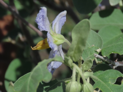 Solanum hindsianum, photograph 1