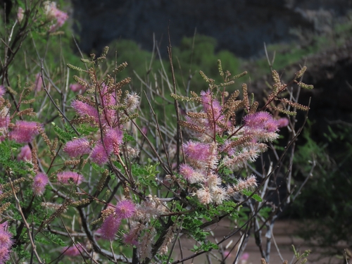 Mimosa distachya, photograph 3