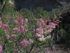 Mimosa distachya, photograph (c) Abraham Sánchez Romero, some rights reserved (CC BY)