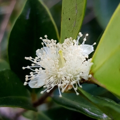 Psidium cattleyanum