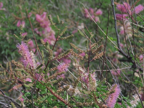 Mimosa distachya, photograph 4