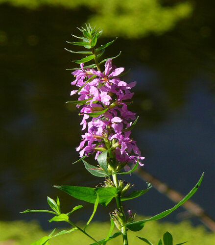 purple loosestrife