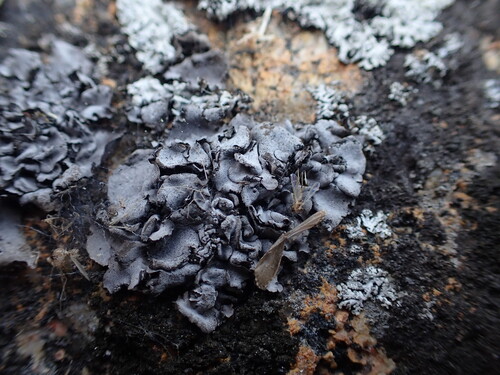 Dermatocarpon miniatum
