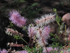 Mimosa distachya