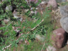 Mimosa distachya, photograph (c) Abraham Sánchez Romero, some rights reserved (CC BY)