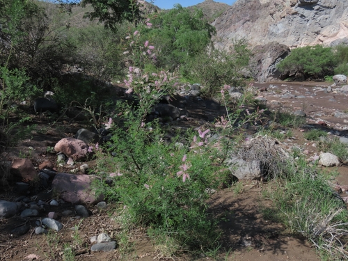 Mimosa distachya, photograph 2