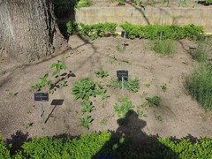 Galatella aragonensis