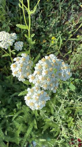 common yarrow