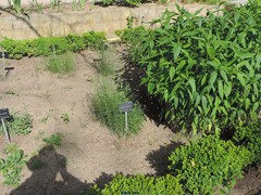 Galatella aragonensis