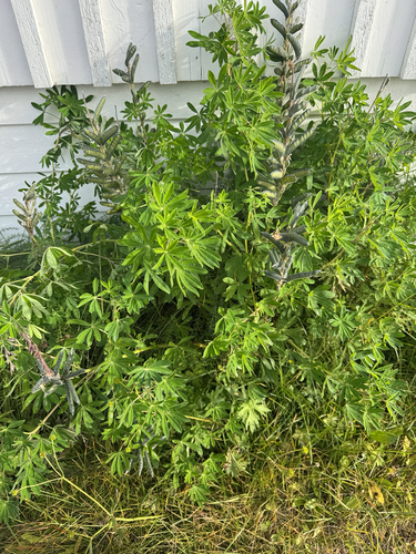 Lupinus nootkatensis, photograph 6