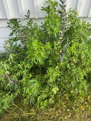 Lupinus nootkatensis, photograph (c) Ida B D Jacobsen, some rights reserved (CC BY)