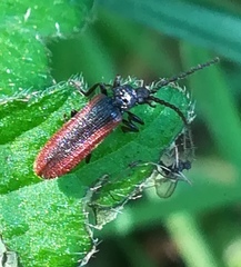 Omalisus fontisbellaquei