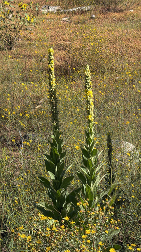 great mullein
