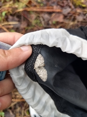 Aethalura intertexta