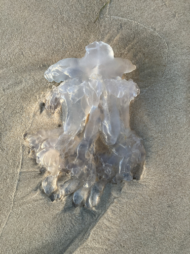 Dustbin-lid Jelly