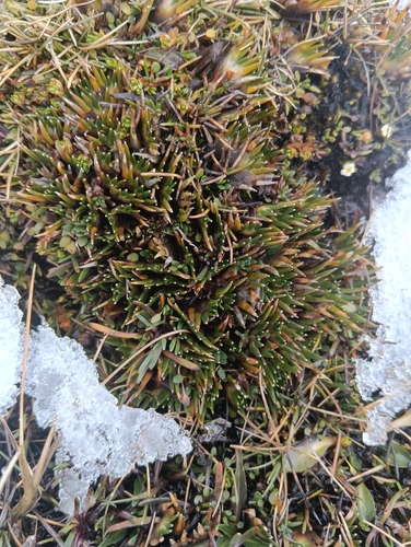 Distichia muscoides