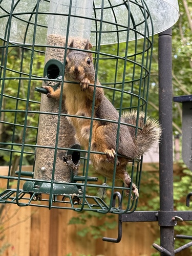 Douglas's Squirrel